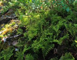 Image result for Hymenophyllum triangulare