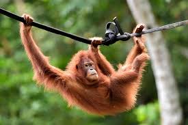 Sejumlah orang utan bisa sangat penuh rahasia, itulah yang ditemukan satu tim peneliti ketika mencoba membuntuti seekor orang utan jantan liar ( pongo pygmaeus) di pedalaman hutan di. Populasi Orangutan Indonesia Kritis Bagaimana Melindunginya Di Alam Halaman All Kompas Com