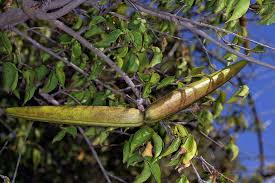 Image result for Strophanthus amboensis