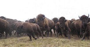 What is the top speed of a bison? 6 Furry Facts About Bison The Nature Conservancy