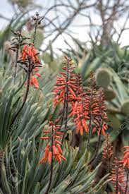 Forms a nice caudex, attracts butterflies with small yellow flowers on long, graceful vines. Aloe Plant In Bloom Spectacular Tall Bright Orange Tubular Flower Stock Photo Picture And Royalty Free Image Image 124240936