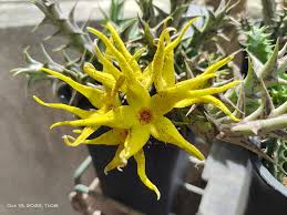 Image result for Orbea caudata