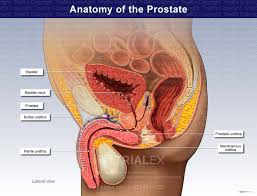 Image result for Prostate Anatomy