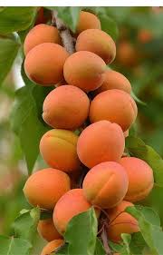 Image result for Prunus armeniaca
