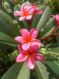 Image result for Plumeria