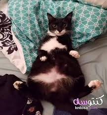صور مذهلة لحمل الحيوانات الحمل لدى الحيوانات 2020 Kntosa Com 10 19 157 Pregnant Cat Funny Sleeping Animals Kittens Cutest
