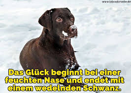 100 neue sprüche mit bildern verpasse keinen ~ die ♥ top 100 ♥ der. Labrador Zitate Und Spruche Labradorseite De