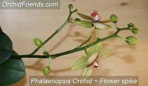 On most days, the answer was new roots. this was good news, of course, since my orchids were still alive! How To Cut Back The Orchid Flower Spike Orchid Friends