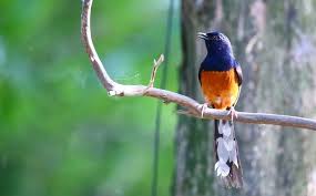 Check spelling or type a new query. Gambar Burung Murai Burung Populer Dengan Kicau Merdu Wallpaper Keren Gambar Wallpaper Keren