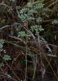 Image result for Indigofera colutea