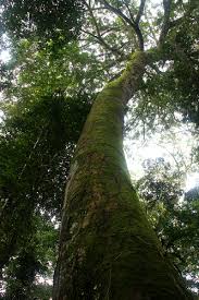 Image result for Brachystegia glaucescens