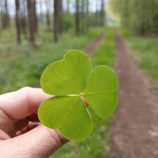 Naturliche Mittel Gegen Zecken Und Flohe Bei Hunden Pflanzenblatter Pflanzen Gartenarbeit