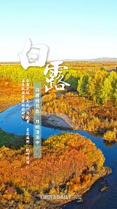 海报】今日白露：露从今夜白，夜自此日凉- 中国日报网