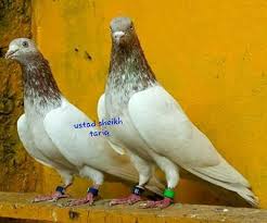 Pin By Raymond Cortez On Lobo Beautiful Birds Pigeon Doves