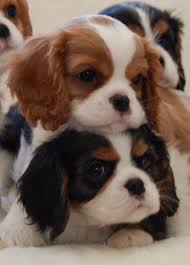 Check spelling or type a new query. 360 Beautiful Cavalier King Charles Spaniels Ideas Cavalier King Charles Spaniel Cavalier King Charles King Charles