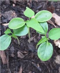 You can cut the papaya in half and scrape out the seeds. How To Grow Papaya In A Pot Step By Step Process