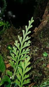 Image result for Asplenium theciferum