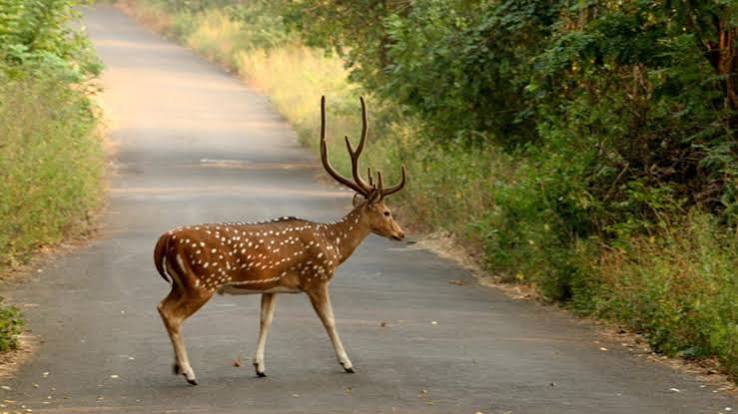 National Parks Near Mumbai For A Nature Trip Not Too Far From the City