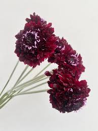 Image result for Scabiosa