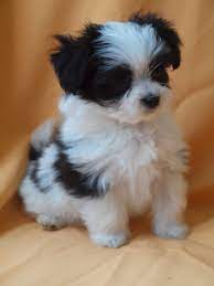 Papillon X Maltese Lhasa Apso Puppies For Sale Swaffham Norfolk Pets4homes Papillion Puppies Cute Dogs And Puppies Shitzu Puppies