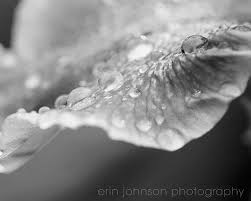 Abstract Black And White Macro Photography Black And White Flower Photography Macro Petal Waterdrops Nature Photography Abstract Decor Flowers Photography Flowers Photography Wallpaper Macro Photography