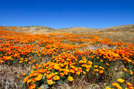 While the agency suggests that the park won't be covered by a solid carpet of poppies. Antelope Valley California Poppy Reserve