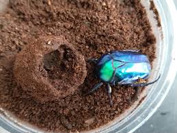 スペキオーサ シアノクロラ