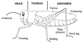 Insect Project Grasshopper Anatomy Grasshopper Insects Bugs And Insects