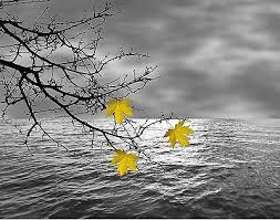 Black And White Vs Colored Black White Yellow Birds Tree Branch Moon Wall Art Home Decor Picture Options Black And White Birds Yellow Photography Moon Wall Art