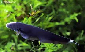 It is curious how they can produce not only electric impulses but also sense impulses, unlike most other types of electric fish. The Complete Care Guide Of Black Ghost Knifefish