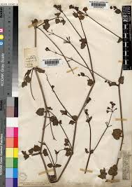 Image result for Commicarpus pentandrus