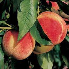 Peach salsa can be used as a condiment for chicken or seafood, but is all that with a bag of tortilla. Salish Summer Peach Q 1 8 One Green World