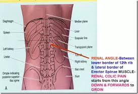 Posterior to the intestinal c. Where Are The Kidneys Situated In The Body Quora