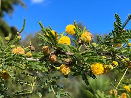 Image result for Acacia farnesiana