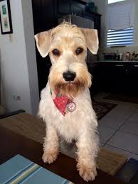 Black And White Parti Mini Schnauzer Lady Ginger Wheaton Parti Mini Schnauzer Schnauzer Puppy Mini Schnauzer Schnauzer Mix