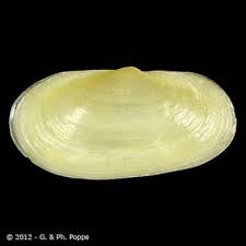 Image result for Galeomma