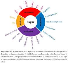 Just download the file to your computer or mobile device and open it up in adobe reader or another pdf reading app. Ijms Free Full Text The Sugar Signaling Hub Overview Of Regulators And Interaction With The Hormonal And Metabolic Network Html