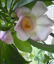 Image result for Manniella gustavi