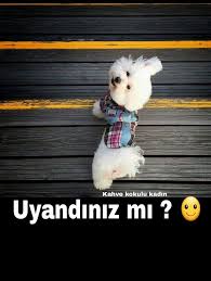 Komik Gunaydin Mesajlari Espirili Gunaydin Mesaji Komik Gunaydin Mesaji Sevgiliye Komik Gunaydin Mesajlarini Tum Animals Dogs Good Morning