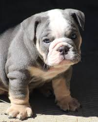 The original bulldog, however, was preserved by working class immigrants who brought their working dogs with them to the american south. Definitely Cuter As Puppies English Bulldog Puppies Bulldog Puppies Cute Dogs
