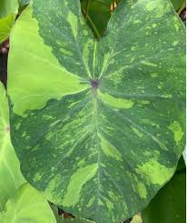 Image result for Prismatocarpus cordifolius