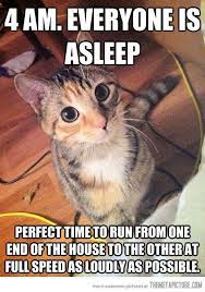 Sound Cat Logic Cat Quotes Funny Funny Cat Pictures Cat Quotes