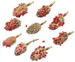 Magnolia Tree Seeds Gardenerdy In 2021 Magnolia Trees Tree Seeds Tree Buds