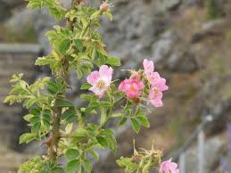 Image result for Cissus rubiginosa