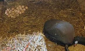 Guinea hens lay eggs only during laying season. Guinea Fowl