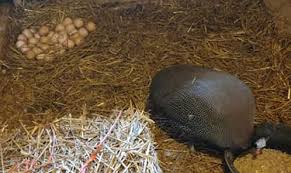 They can be kept four to five years in small farm flocks. Guinea Fowl