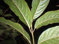 Image result for Galiniera