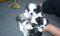 I've 2 adorable tricolored shih tzu puppies ready for new family. Shih Tzu Puppies Price 250 For Sale In Conway Arkansas Arkads Us