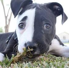 Baby Pitbull Dog Black And White Pin On Humor