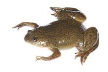 Some species can live more than 20 years in captivity. African Clawed Frog Wikipedia